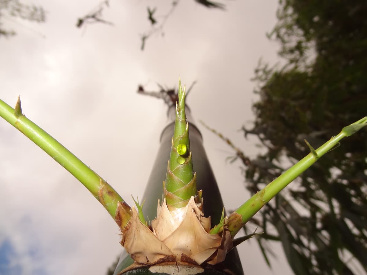 bamboo activity