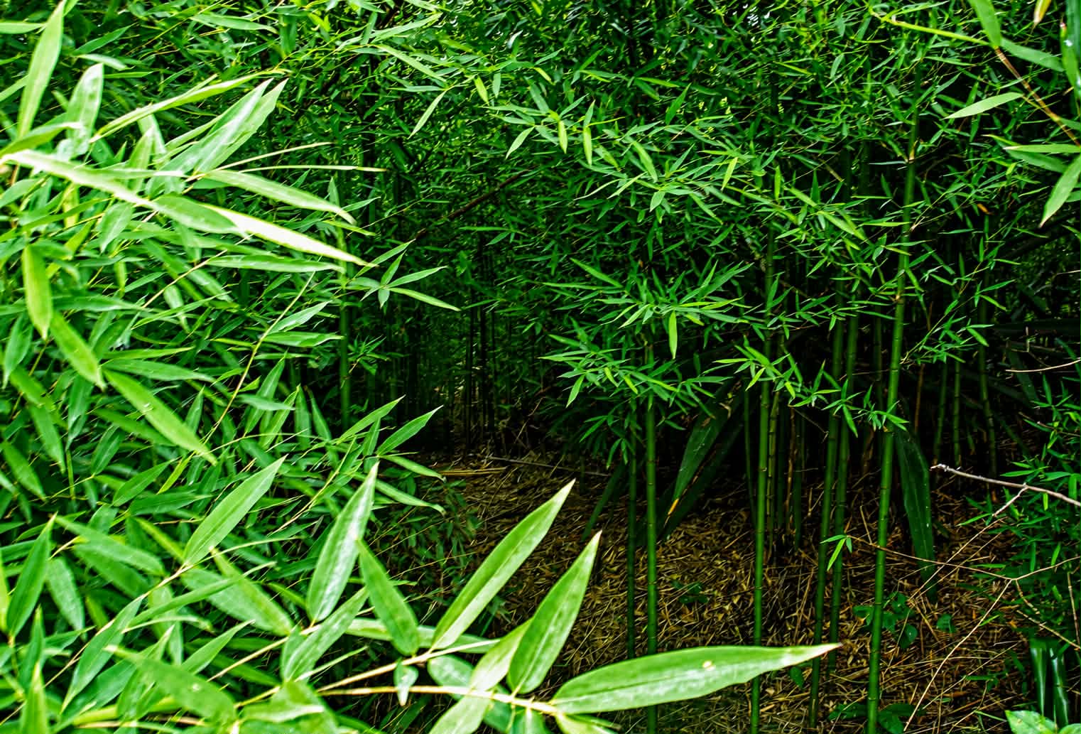 Favoriser la plantation du bambou - 2